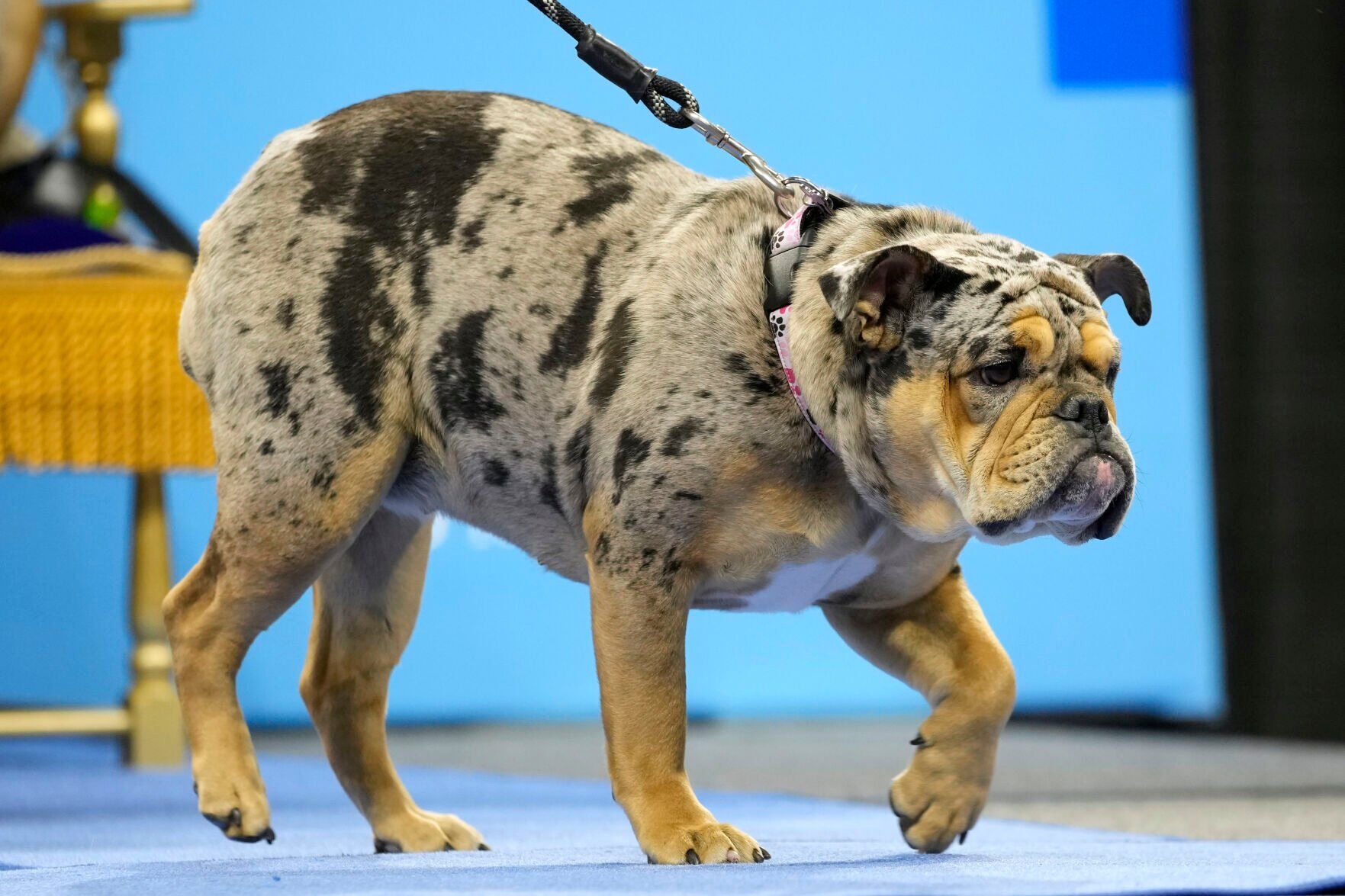 Beautiful Bulldogs